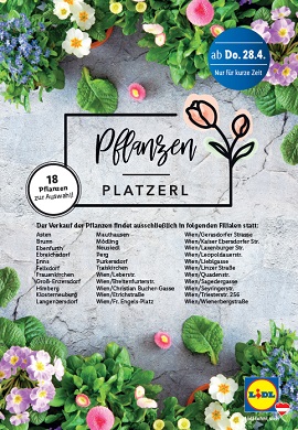Lidl Pflanzenmarkt Magazin
